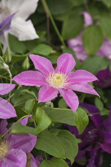 clematis [Abilene]