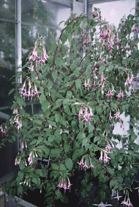 fuchsia 'Mrs Lovell Swisher'