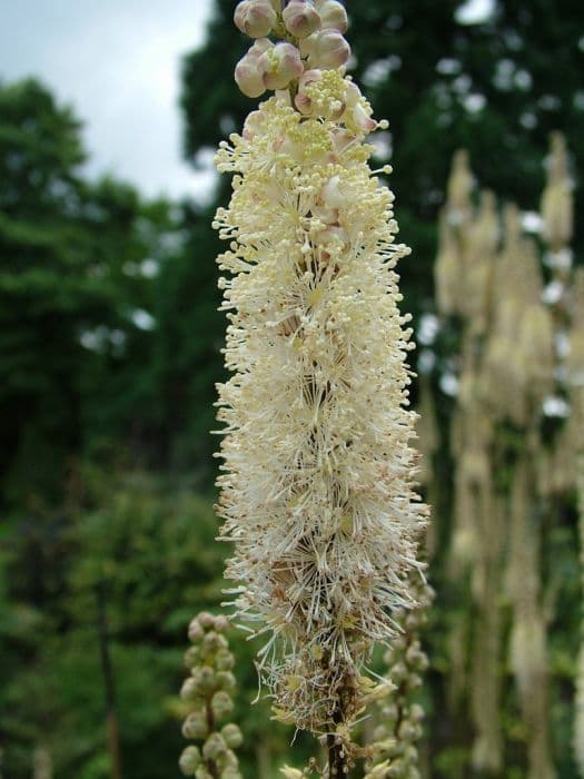 heart-shaped-leaved actaea