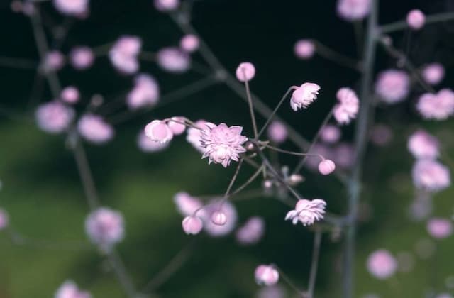 Chinese meadow rue 'Hewitt's Double'