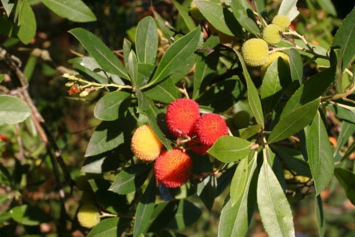 strawberry tree 'Elfin King'