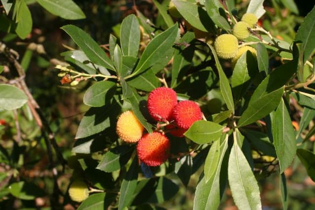 Strawberry tree 'Elfin King'