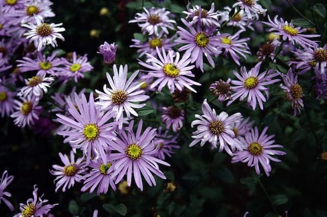 Aster 'Wunder von Stäfa'