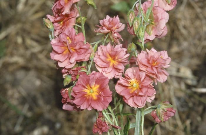 rock rose 'Mrs C.W. Earle'