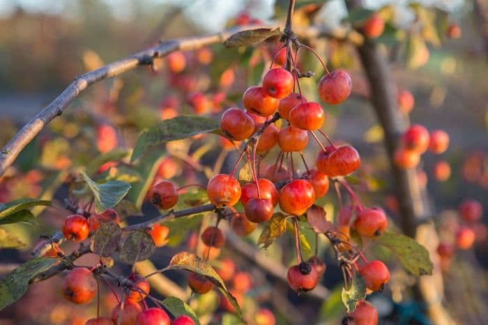 crab apple 'Evereste'