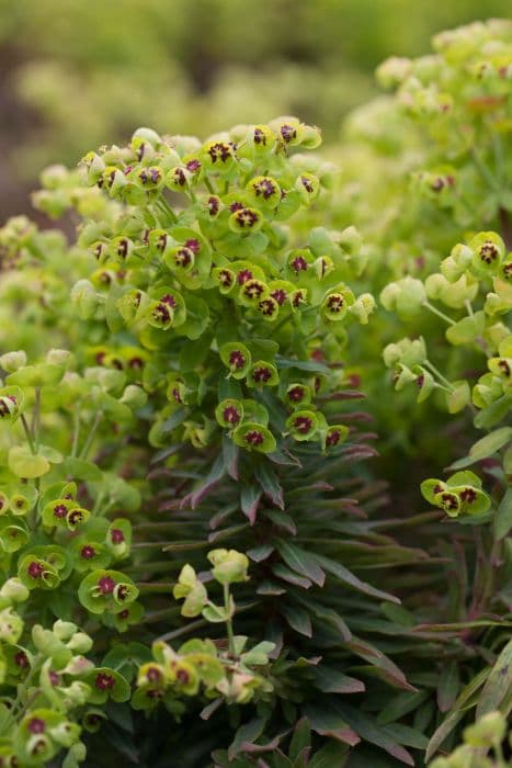 Martin's spurge 'Baby Charm'