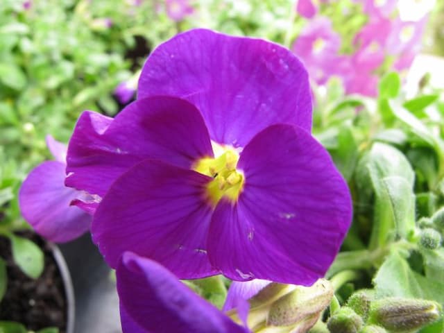 Aubrieta 'Kitte Blue'