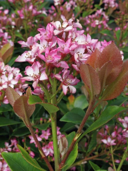 Indian hawthorn 'Coates Crimson'