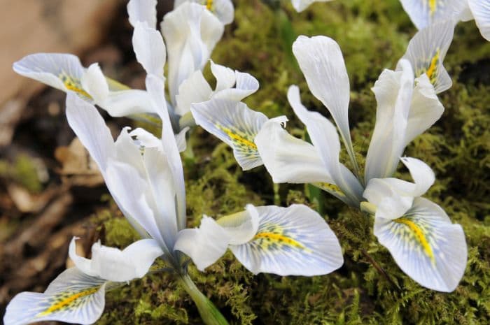 iris 'Frank Elder'