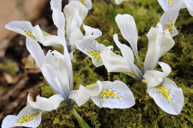 Iris 'Frank Elder'