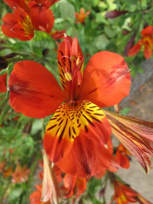 Peruvian lily 'Red Beauty'