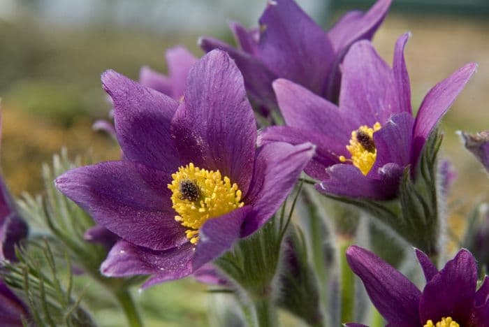 greater pasqueflower