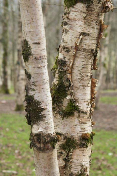 Radde's birch