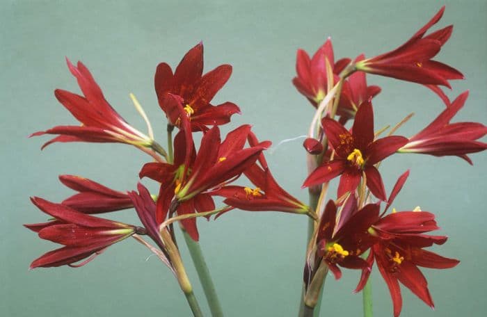 oxblood lily