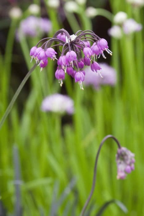 lady's leek