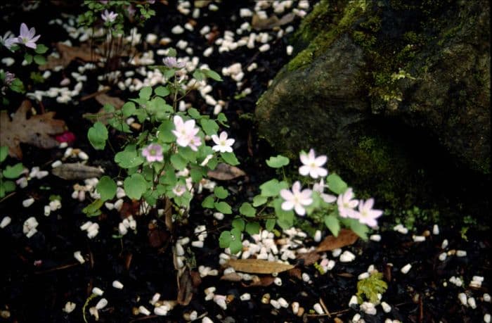 rue anemone