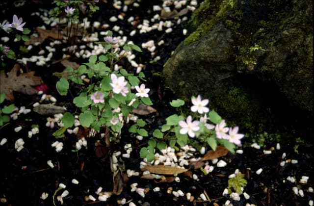 Rue anemone