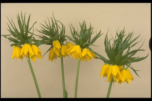 Crown imperial 'Maxima Lutea'