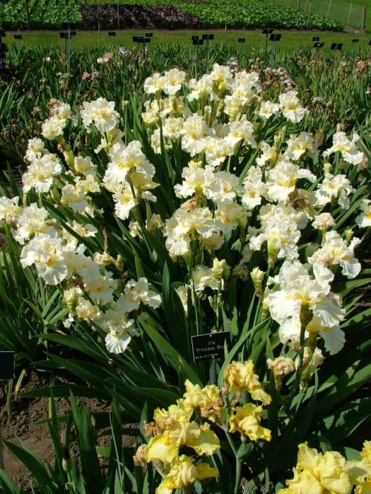 iris 'Princess Bride'