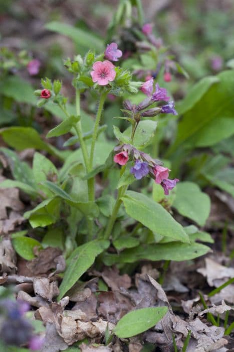 red lungwort 'Bowles's Red'