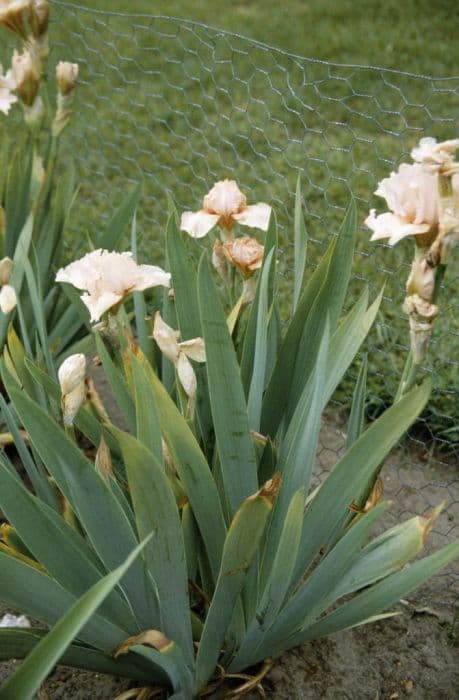 iris 'Magic Bubbles'