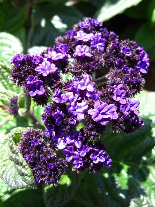 heliotrope 'Butterfly Kisses'