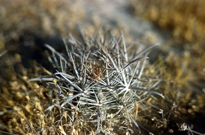 Ford barrel cactus