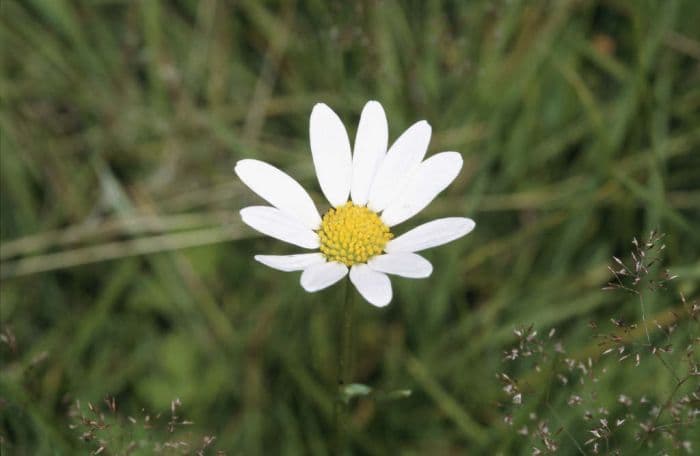 ox-eye daisy