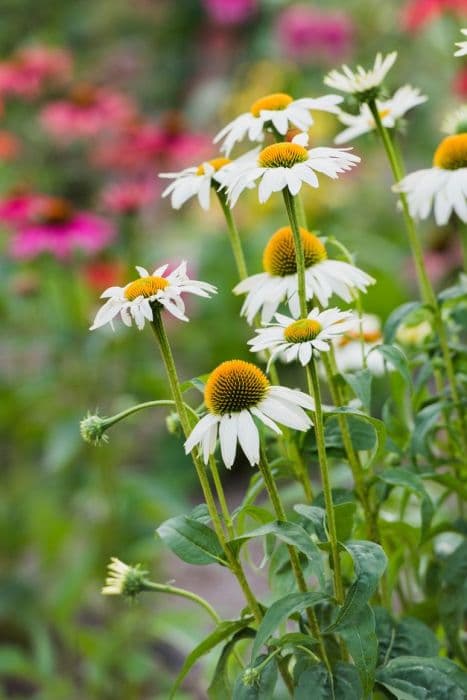 purple coneflower [PowWow White]