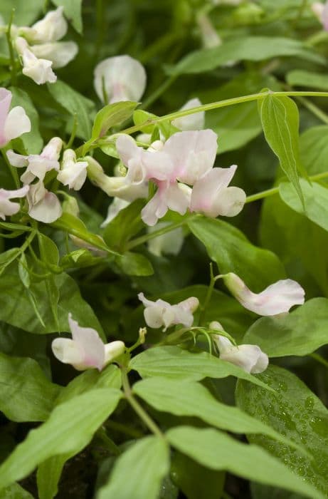 spring pea 'Rosenelfe'