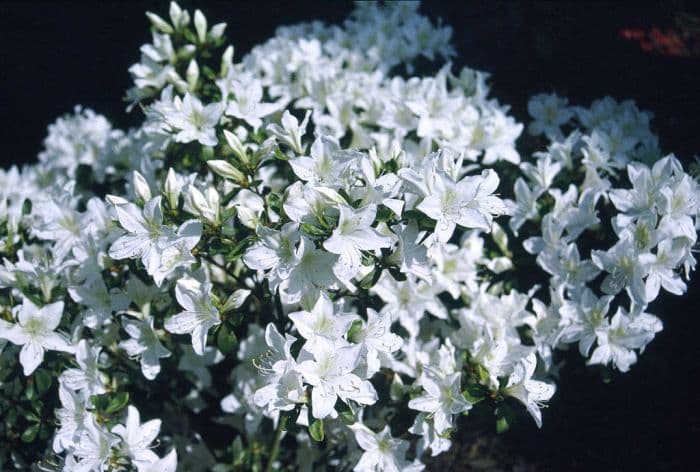 rhododendron 'Palestrina'