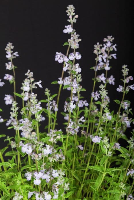 garden catmint 'Crystal Cloud'