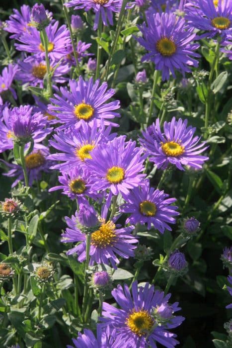 Italian aster 'Gründer'