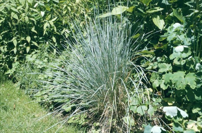 blue oat grass