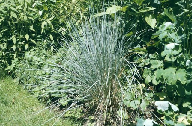 Blue oat grass
