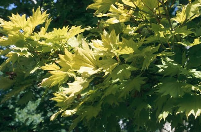 Golden full moon maple