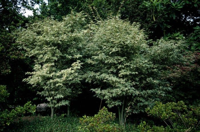 Japanese maple 'Butterfly'