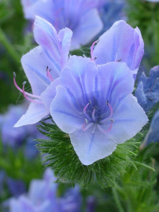 viper's bugloss 'Blue Bedder'