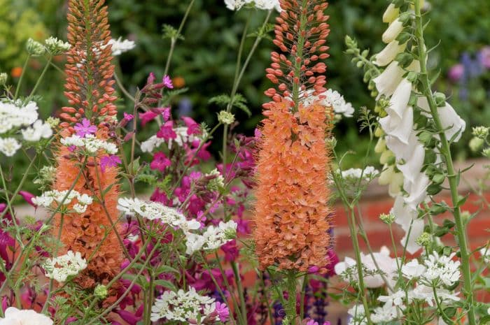 foxtail lily 'Pinokkio'