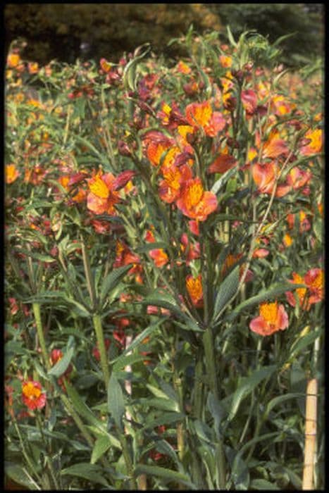 Peruvian lily 'Orange Glory'