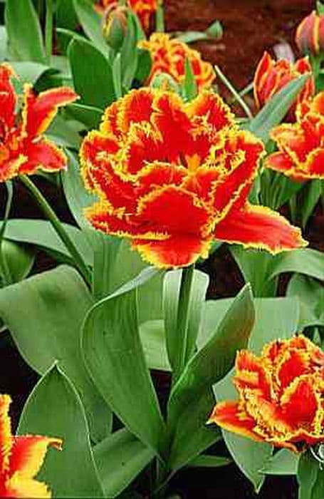 tulip 'Fringed Beauty'