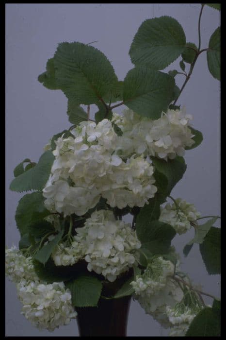 Japanese snowball 'Grandiflorum'