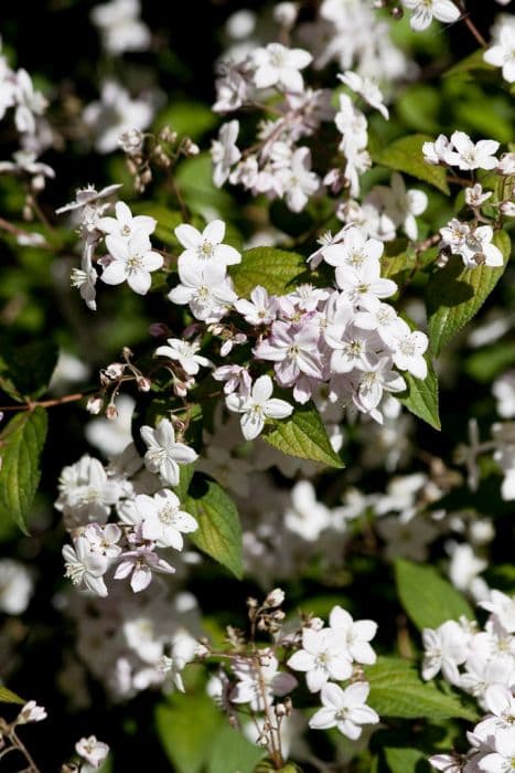 deutzia 'Contraste'