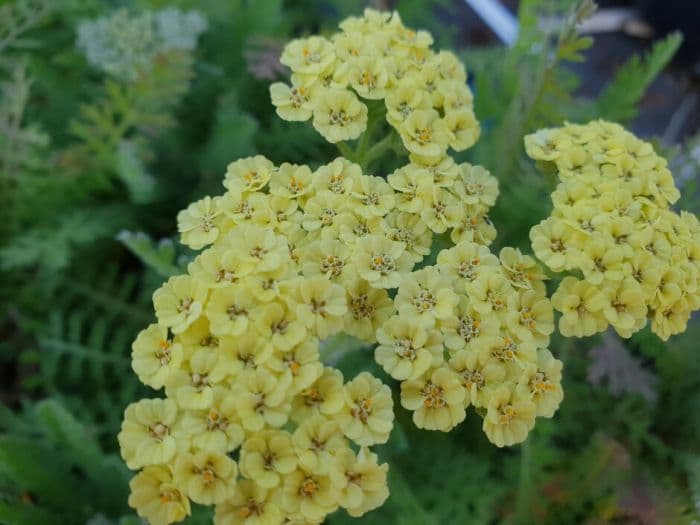 yarrow [Moon Dust]