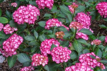 Mophead Hydrangea