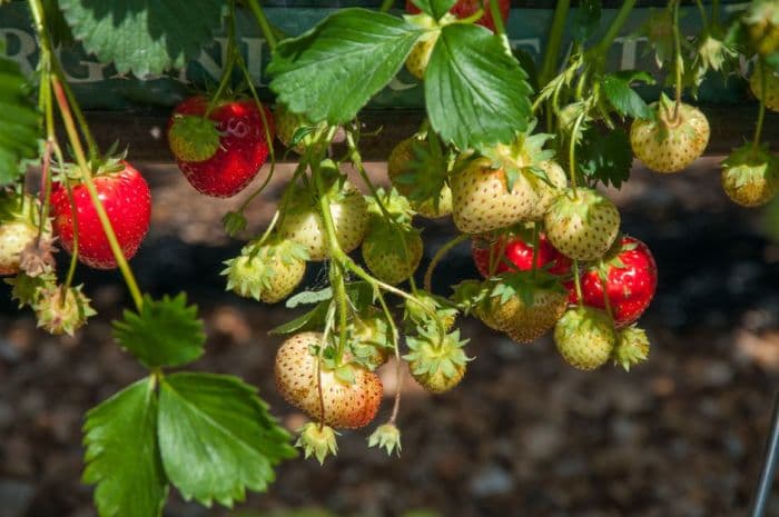 strawberry 'Elegance'