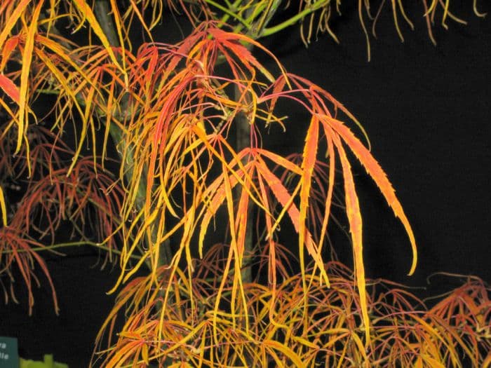 Japanese maple 'Koto-no-ito'