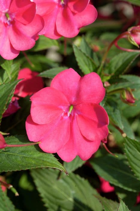 busy lizzie [SunPatiens Vigorous Magenta]