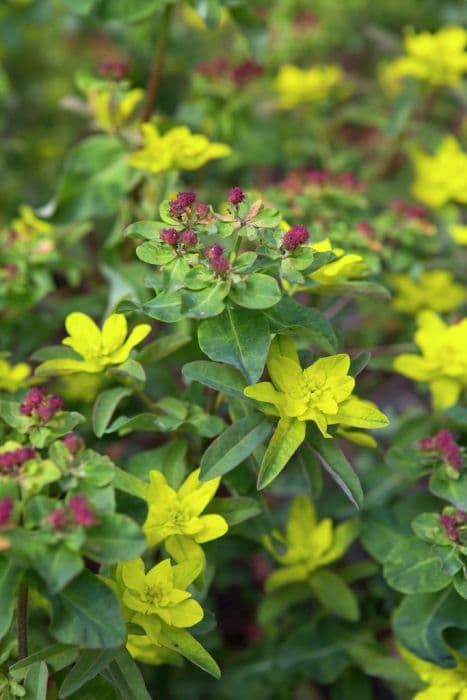 Cushion spurge 'Midas'