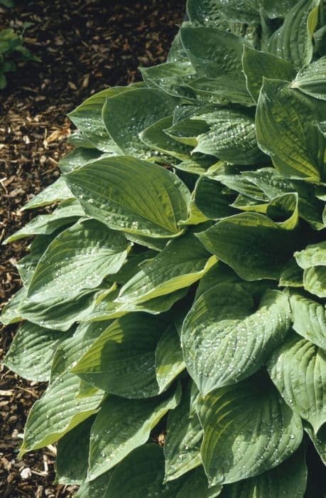 tall-cluster plantain lily